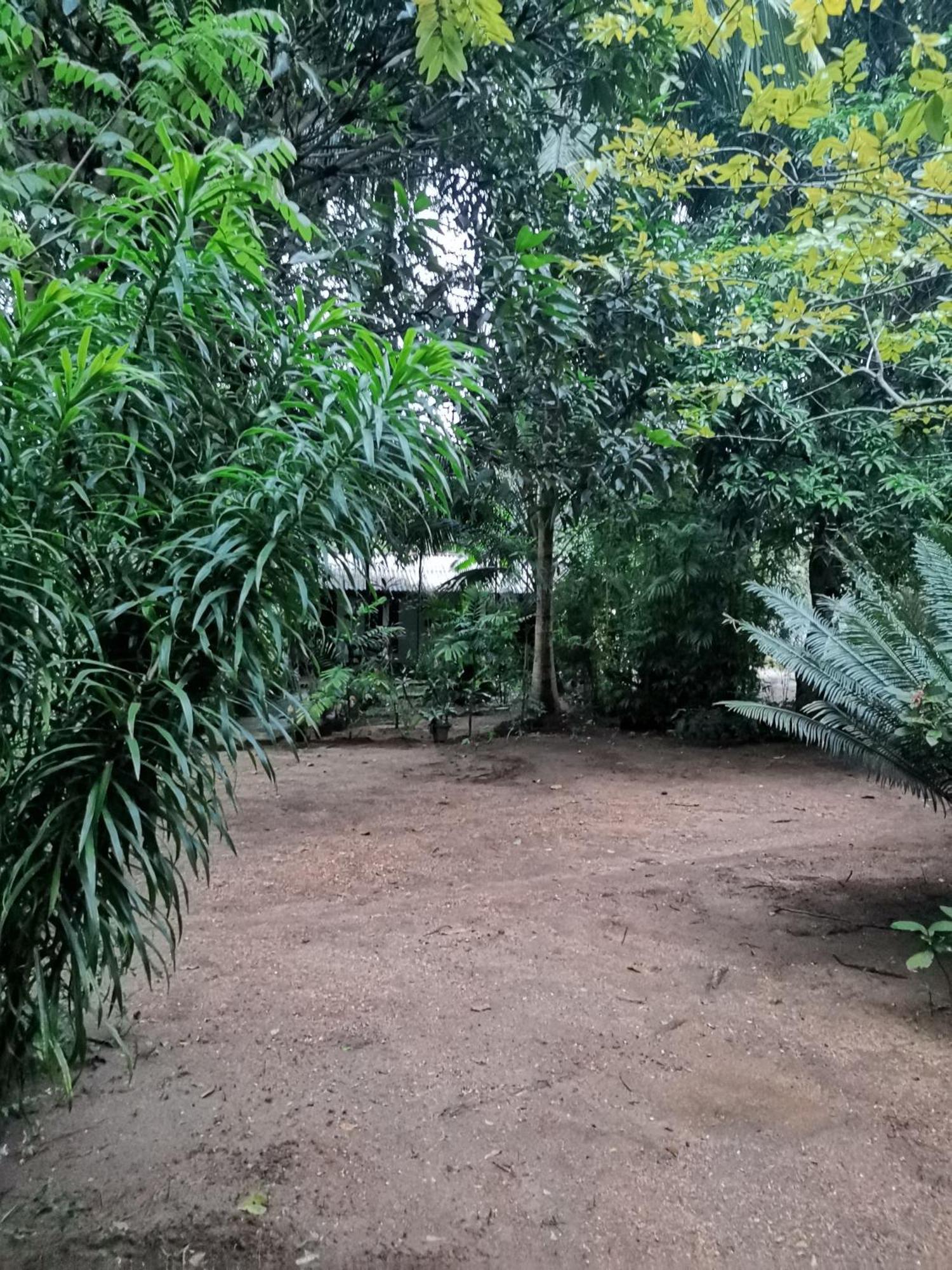 Sigiri Mango Garden Eco Resort Szigirija Kültér fotó